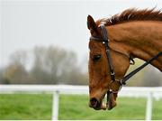 13 March 2023; State Man on the gallops ahead of the Cheltenham Racing Festival at Prestbury Park in Cheltenham, England. Photo by Seb Daly/Sportsfile