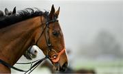 13 March 2023; Facile Vega on the gallops ahead of the Cheltenham Racing Festival at Prestbury Park in Cheltenham, England. Photo by Seb Daly/Sportsfile