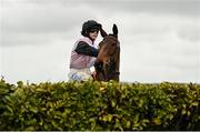 15 March 2023; Gin On Lime, with Rachael Blackmore up, inspect the first fence before the Glenfarclas Cross Country Chase on day two of the Cheltenham Racing Festival at Prestbury Park in Cheltenham, England. Photo by Seb Daly/Sportsfile