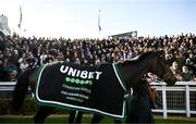 14 March 2023; Constitution Hill in the winner's enclosure after winning the Unibet Champion Hurdle Challenge Trophy during day one of the Cheltenham Racing Festival at Prestbury Park in Cheltenham, England. Photo by Harry Murphy/Sportsfile