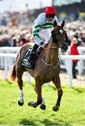 14 March 2023; Jockey Davy Russell and Zanahiyr go to post before the Unibet Champion Hurdle Challenge Trophy during day one of the Cheltenham Racing Festival at Prestbury Park in Cheltenham, England. Photo by Seb Daly/Sportsfile