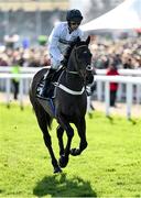 14 March 2023; Jockey Nico de Boinville and Constitution Hill go to post before the Unibet Champion Hurdle Challenge Trophy during day one of the Cheltenham Racing Festival at Prestbury Park in Cheltenham, England. Photo by Seb Daly/Sportsfile