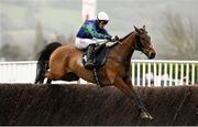 15 March 2023; Thyme Hill, with Micheal Nolan up, during day two of the Cheltenham Racing Festival at Prestbury Park in Cheltenham, England. Photo by Harry Murphy/Sportsfile