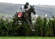 15 March 2023; Hardline, with Shane Fitzgerald up, jumps the last during the Glenfarclas Chase during day two of the Cheltenham Racing Festival at Prestbury Park in Cheltenham, England. Photo by Harry Murphy/Sportsfile