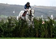 15 March 2023; Snow Leopardess, with Aidan Coleman up, jumps the last during the Glenfarclas Chase during day two of the Cheltenham Racing Festival at Prestbury Park in Cheltenham, England. Photo by Harry Murphy/Sportsfile