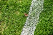 17 March 2023; A butterfly lands on the pitch before the Masita GAA Post Primary Schools Croke Cup Final match between St. Kieran's College Kilkenny and Presentation College Athenry at Croke Park in Dublin. Photo by Stephen Marken/Sportsfile