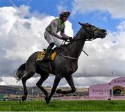 17 March 2023; Lossiemouth, with Paul Townend up, celebrate winning the JCB Triumph Hurdle during day four of the Cheltenham Racing Festival at Prestbury Park in Cheltenham, England. Photo by Seb Daly/Sportsfile Photo by Seb Daly/Sportsfile