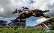 17 March 2023; Jupiter Du Gite, with Niall Houlihan up, who eventually pulled up, jump the last, first time round, during the JCB Triumph Hurdle during day four of the Cheltenham Racing Festival at Prestbury Park in Cheltenham, England. Photo by Harry Murphy/Sportsfile