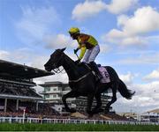 17 March 2023; Jockey Paul Townend celebrates on Galopin Des Champs after winning the Boodles Cheltenham Gold Cup Chase during day four of the Cheltenham Racing Festival at Prestbury Park in Cheltenham, England. Photo by Seb Daly/Sportsfile