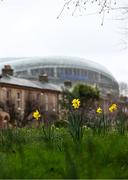 18 March 2023; Daffodils outside the stadium before the Guinness Six Nations Rugby Championship match between Ireland and England at Aviva Stadium in Dublin. Photo by Ramsey Cardy/Sportsfile