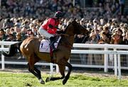 17 March 2023; Ahoy Senor, with Derek Fox up, go to post for the Boodles Cheltenham Gold Cup during day four of the Cheltenham Racing Festival at Prestbury Park in Cheltenham, England. Photo by Harry Murphy/Sportsfile