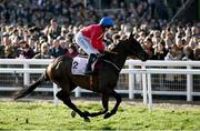 17 March 2023; A Plus Tard, with Rachael Blackmore up, go to post for the Boodles Cheltenham Gold Cup during day four of the Cheltenham Racing Festival at Prestbury Park in Cheltenham, England. Photo by Harry Murphy/Sportsfile