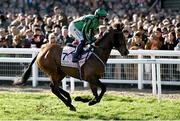 17 March 2023; Hewick, with Jordan Gainford up, go to post for the Boodles Cheltenham Gold Cup during day four of the Cheltenham Racing Festival at Prestbury Park in Cheltenham, England. Photo by Harry Murphy/Sportsfile