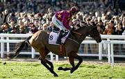 17 March 2023; Minella Indo, with Mark Walsh up, go to post for the Boodles Cheltenham Gold Cup during day four of the Cheltenham Racing Festival at Prestbury Park in Cheltenham, England. Photo by Harry Murphy/Sportsfile