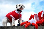 26 March 2023; Hoggy Collins the Maltese Shih Tzu from Clonakilty, Co Cork before the Allianz Hurling League Division 1 Semi Final match between Kilkenny and Cork at UMPC Nowlan Park in Kilkenny. Photo by David Fitzgerald/Sportsfile