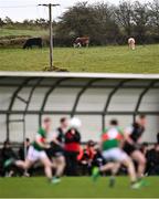 12 April 2023; A general view of cows in a nearby field during the Eirgrid Connacht GAA Football U20 Championship Semi-Final match between Sligo and Mayo at Connacht GAA COE in Bekan, Mayo. Photo by Piaras Ó Mídheach/Sportsfile