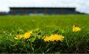 23 April 2023; Dandelions on the pitch before during the Connacht GAA Football Senior Championship Semi-Final match between Roscommon and Galway at Dr Hyde Park in Roscommon. Photo by Seb Daly/Sportsfile