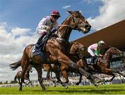 27 May 2023; Alexander John, with Nathan Crosse up, during the Tattersalls Irish 2,000 Guineas during the Tattersalls Irish Guineas Festival at The Curragh Racecourse in Kildare. Photo by Matt Browne/Sportsfile