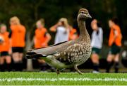 15 July 2023; A maned duck walks across the pitch during a Republic of Ireland training session at Meakin Park in Brisbane, Australia, ahead of the start of the FIFA Women's World Cup 2023. Photo by Stephen McCarthy/Sportsfile