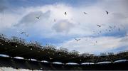 9 July 2023; Gulls decend on Croke Park after the GAA Hurling All-Ireland Senior Championship semi-final match between Kilkenny and Clare at Croke Park in Dublin. Photo by Ray McManus/Sportsfile