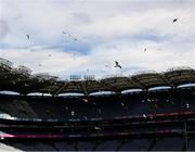 9 July 2023; Gulls decend on Croke Park after the GAA Hurling All-Ireland Senior Championship semi-final match between Kilkenny and Clare at Croke Park in Dublin. Photo by Ray McManus/Sportsfile