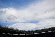 9 July 2023; Gulls decend on Croke Park after the GAA Hurling All-Ireland Senior Championship semi-final match between Kilkenny and Clare at Croke Park in Dublin. Photo by Ray McManus/Sportsfile