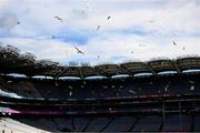 9 July 2023; Gulls decend on Croke Park after the GAA Hurling All-Ireland Senior Championship semi-final match between Kilkenny and Clare at Croke Park in Dublin. Photo by Ray McManus/Sportsfile