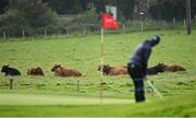 18 August 2023; Cows in a nearby field during day two of the ISPS HANDA World Invitational presented by AVIV Clinics 2023 at Galgorm Castle Golf Club in Ballymena, Antrim. Photo by Ramsey Cardy/Sportsfile