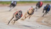 2 September 2023; Road Exile on the way to winning race four of the 2023 BoyleSports Irish Greyhound Derby Final meeting at Shelbourne Park in Dublin. Photo by Seb Daly/Sportsfile