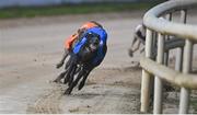 2 September 2023; The Other Kobe on the way to winning the 2023 BoyleSports Irish Greyhound Derby Final at Shelbourne Park in Dublin. Photo by Seb Daly/Sportsfile