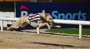 2 September 2023; Blastoff Mac on the way to winning the Michael Fortune Memorial Derby Plate Final at the 2023 BoyleSports Irish Greyhound Derby Final meeting at Shelbourne Park in Dublin. Photo by Seb Daly/Sportsfile