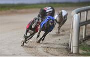 2 September 2023; Hawkfield Blue on the way to winning race six of the 2023 BoyleSports Irish Greyhound Derby Final meeting at Shelbourne Park in Dublin. Photo by Seb Daly/Sportsfile