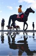12 September 2023; Pulse Of Shanghai, with Cian MacRedmond up, before the Tote Never Beaten By SP Handicap at the Laytown Strand Races in Laytown, Meath. Photo by David Fitzgerald/Sportsfile