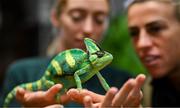 25 September 2023; Republic of Ireland's Savannah McCarthy, right, and Megan Connolly with Flash, a chameleon, at Zoo Café in Budapest, Hungary, during some down time ahead of their UEFA Women's Nations League B1 match against Hungary, on Tuesday. Photo by Stephen McCarthy/Sportsfile