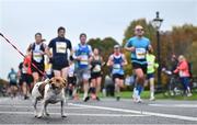 29 October 2023; A dog watches runners in the Phoenix Park during the 2023 Irish Life Dublin Marathon. Thousands of runners took to the Fitzwilliam Square start line, to participate in the 42nd running of the Dublin Marathon. Photo by Ramsey Cardy/Sportsfile