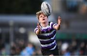 21 February 2024; Caspar Gabriel Lorin of Terenure College during the Bank of Ireland Leinster Schools Senior Cup quarter-final match between Terenure College and St Michael's College at Energia Park in Dublin. Photo by Shauna Clinton/Sportsfile