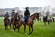 11 March 2024; Salvador Ziggy and the Gordon Elliott string on the gallops ahead of the Cheltenham Racing Festival at Prestbury Park in Cheltenham, England. Photo by Harry Murphy/Sportsfile