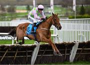 13 March 2024; Mercurey, with Brian Hayes up, jump the last, first time round, on their way to finishing fourth in the Gallagher Novices' Hurdle on day two of the Cheltenham Racing Festival at Prestbury Park in Cheltenham, England. Photo by David Fitzgerald/Sportsfile