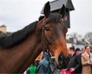 19 March 2024; Jasmin de Vaux during the homecoming of Cheltenham Gold Cup winner Galopin Des Champs at Leighlinbridge in Carlow. Photo by Tyler Miller/Sportsfile