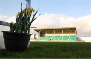 22 March 2024; Daffodils are seen before the SSE Airtricity Men's First Division match between Treaty United and Cork City at Markets Field in Limerick. Photo by Michael P Ryan/Sportsfile