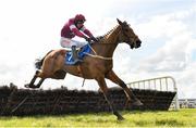 31 March 2024; Gold Dancer, with Danny Mullins up, during the Paddy Kehoe Suspended Ceilings Novice Hurdle on day two of the Fairyhouse Easter Festival at Fairyhouse Racecourse in Ratoath, Meath. Photo by Seb Daly/Sportsfile