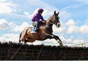 31 March 2024; Omniscient, with Jack Kennedy up, during the Ryan's Cleaning Maiden Hurdle on day two of the Fairyhouse Easter Festival at Fairyhouse Racecourse in Ratoath, Meath. Photo by Seb Daly/Sportsfile