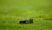 6 April 2024; A lump of turf that lifted from the pitch during the Connacht GAA Football Senior Championship quarter-final match between London and Galway at McGovern Park in Ruislip, England. Photo by Brendan Moran/Sportsfile