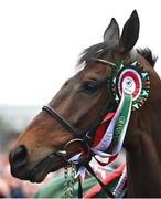 16 April 2024; I Am Maximus during the homecoming of Aintree Grand National winner I Am Maximus in Leighlinbridge, Carlow. Photo by Seb Daly/Sportsfile