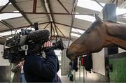 16 April 2024; I Am Maximus in the stables before the homecoming of Aintree Grand National winner I Am Maximus at Closutton in Carlow. Photo by Seb Daly/Sportsfile