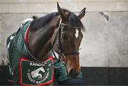 16 April 2024; I Am Maximus in the stables before the homecoming of Aintree Grand National winner I Am Maximus at Closutton in Carlow. Photo by Seb Daly/Sportsfile