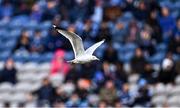 28 April 2024; A seagull flies over the pitch during the Leinster GAA Football Senior Championship semi-final match between Dublin and Offaly at Croke Park in Dublin. Photo by Piaras Ó Mídheach/Sportsfile