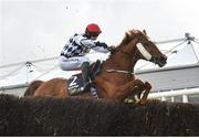 30 April 2024; Banbridge, with JJ Slevin up, jumps the last on their way to winning the William Hill Champion Steeplechase during day one of the Punchestown Festival at Punchestown Racecourse in Kildare.