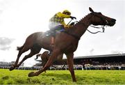 1 May 2024; Dancing City, with Paul Townend up, on their way to winning the Channor Real Estate Group Novice Hurdle during day two of the Punchestown Festival at Punchestown Racecourse in Kildare. Photo by David Fitzgerald/Sportsfile