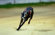14 September 2013; Slippery Robert on the way to winning the Irish Greyhound Derby. Shelbourne Park, Dublin. Photo by Sportsfile